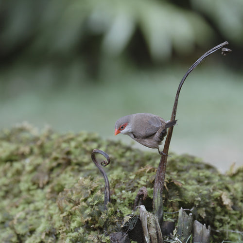 Birds and wildlife observation
